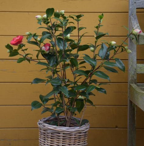 Camellia japonica kopen Kalmthout